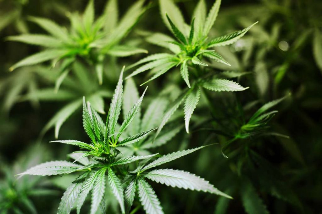Ideas To Beat Insomnia After Quitting Marijuana
