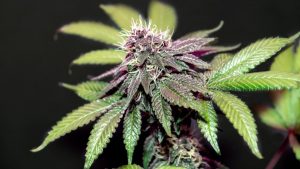 Organization May Invest In Your Medicinal Marijuana – Women In Cannabis Nyc