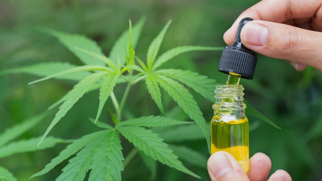 Hemp and Cannabis Renaissance: How CBD Connects Ancient Wisdom with Contemporary Science