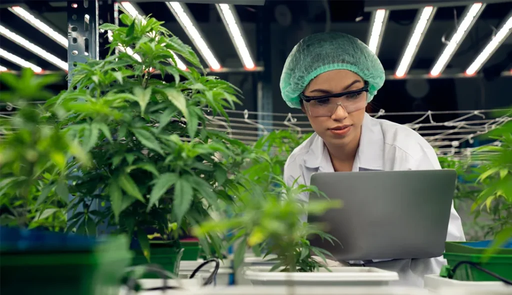 Medical Cannabis Explained: Benefits, Risks, and Research